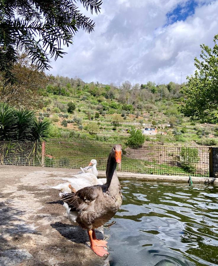 Private Douro- Quinta Das Susandas Mesão Frio Exterior foto